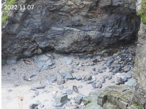 Photo of seal haul out beach before rockfall