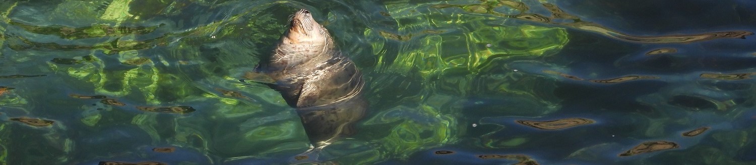 Photo of juvenile seal sleeping vertically in the sea