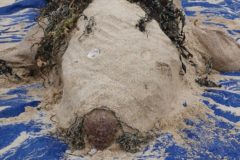 Photo of life sized seal made of sand and other beach materials
