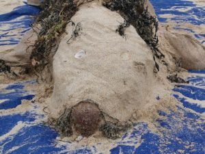 Photo of life sized seal made of sand and other beach materials