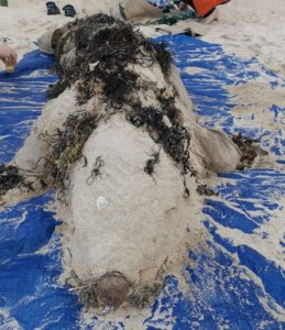 Photo of life sized seal made of sand and other beach materials
