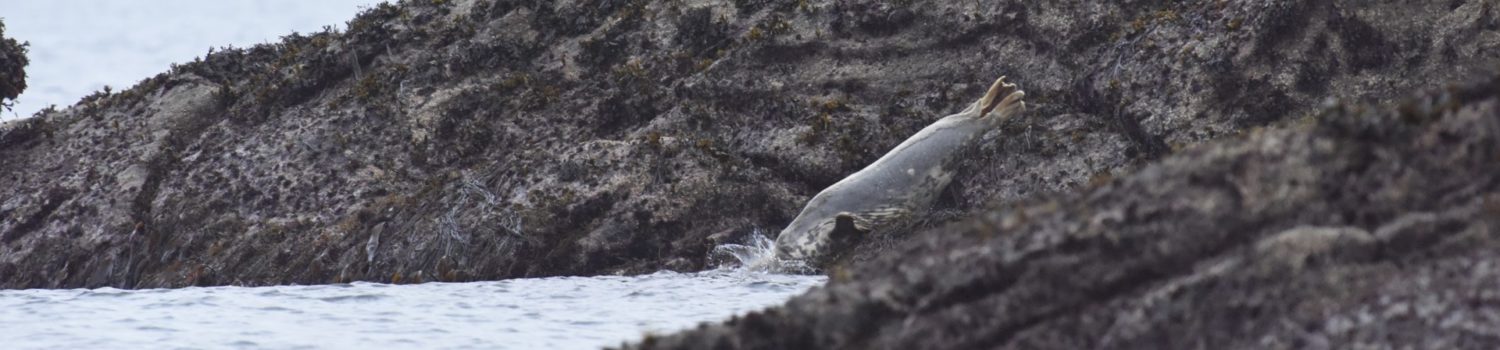 Photo of seal disappearing into the sea with a splash