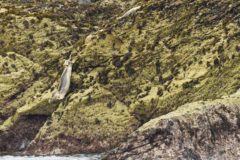 Photo of juvenile seal tombstoning into sea