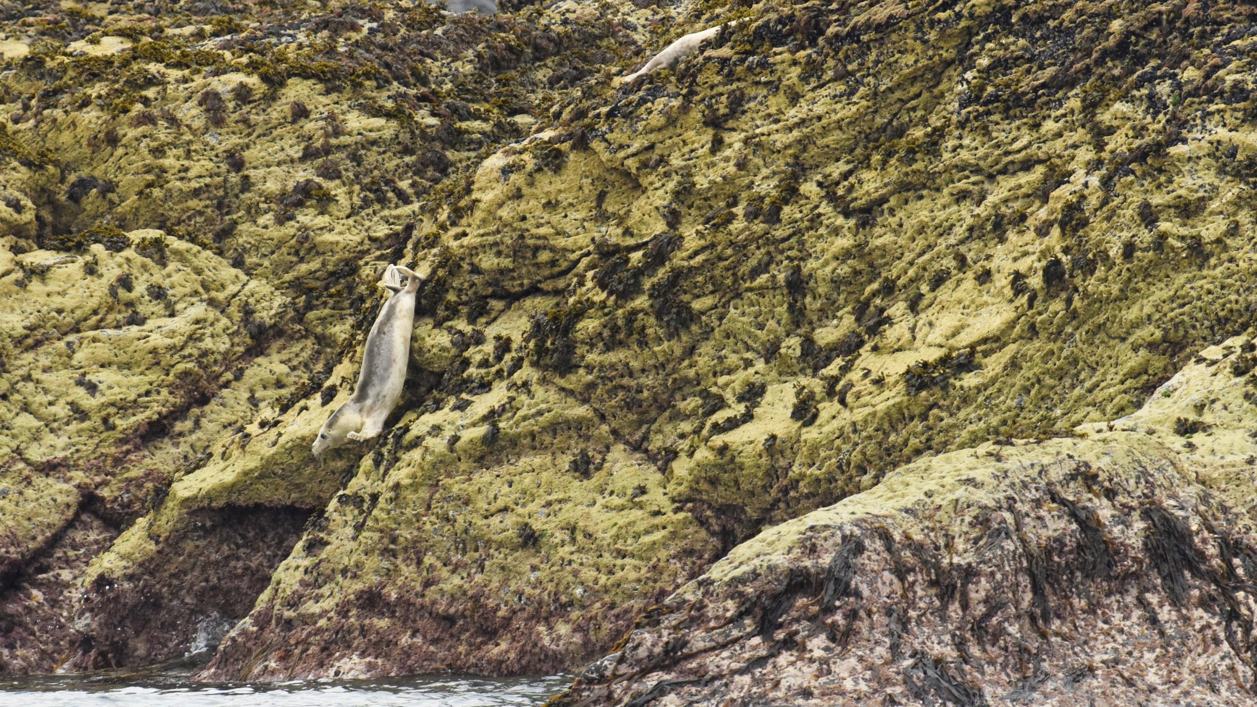 Juvenile seal seriously disturbed at low tide. It will swim away but with life threatening broken bones