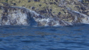 Photo showing a seal disappearing into the sea as a result of being disturbed