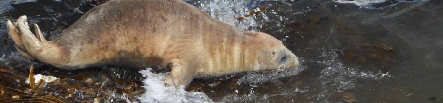 Photo of juvenile seal with no fat reserves stampeding into sea