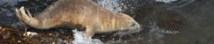 Photo of juvenile seal with no fat reserves stampeding into sea