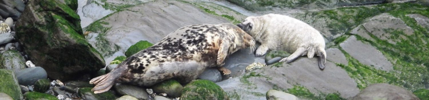 Photo of Orion and her week old white coat pup