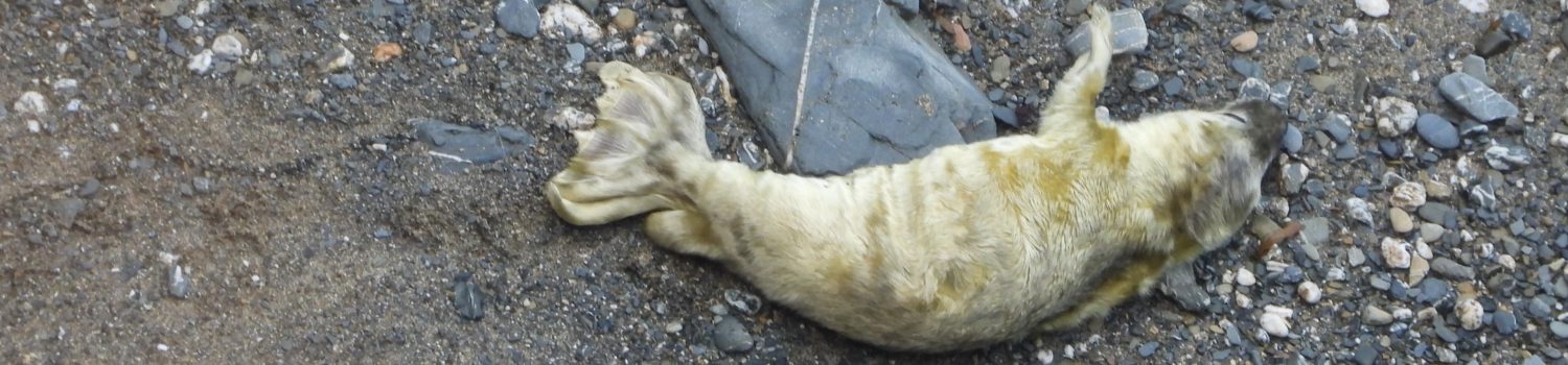 Photo of creamy white grey seal pup