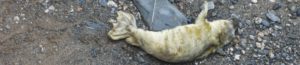 Photo of creamy white grey seal pup