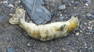 Photo of creamy white grey seal pup just a day old
