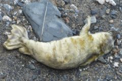 Photo of creamy white newborn seal pup