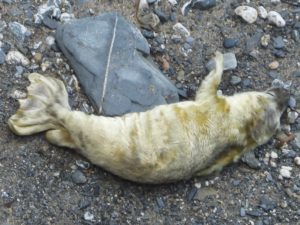 Photo of creamy white newborn seal pup