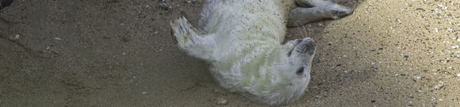 Photo of first week seal pup rolling on its back looking cute