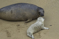 Photo of Mum and pup kissing