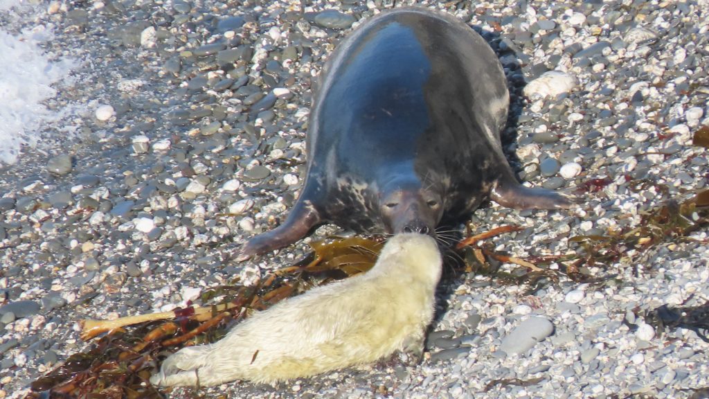 Photo of seal mum Scream kissing and bonding with her young seal pup