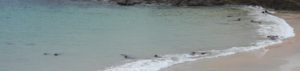 Photo of remote sheltered sandy beach with pairs of seals interacting on the shoreline