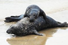 Photo of seals interacting naturally on a shoreline without people