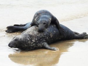 Photo of seals interacting naturally on a shoreline without people