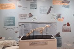 Photo of Seal pup skeleton with display facts on the wall behind
