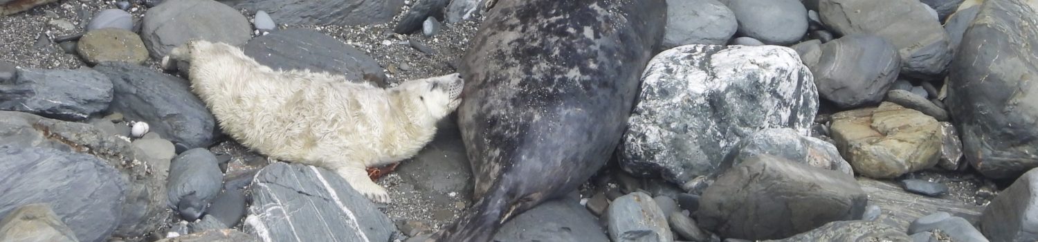 Photo of pup sucking from Mum