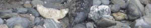 Photo of pup sucking from Mum
