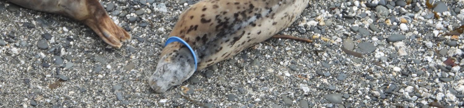 Photo of female seal with a flying ring caught around her neck