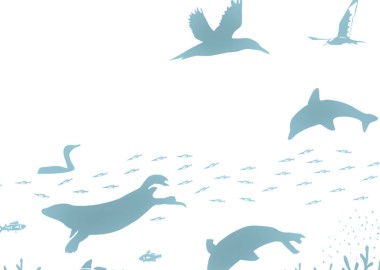 Graphic showing seals dolphins and seabirds in a complex web of life