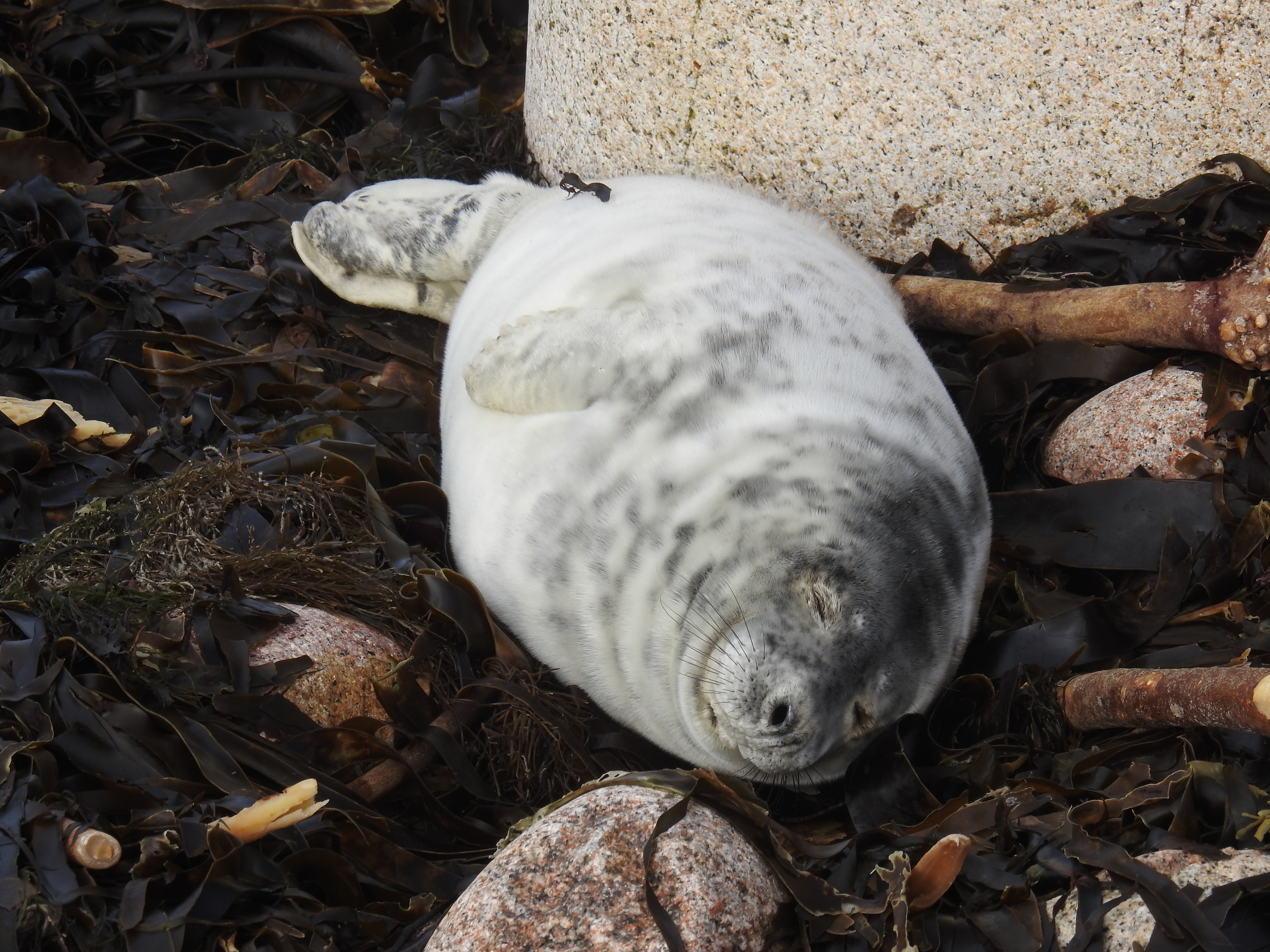 About Seals Cornwall Seal Group About Seals Cornwall Seal Group