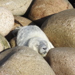 Cornish seal adoption