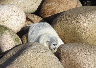 Week to 10 day old seal pup snoozing in the sunshine DSCN3312
