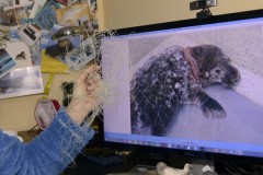 Sue Sayer of the Cornwall Seal Group holding some fine fishing net next to a photograph of a Grey seal pup (Halichoerus grypus) Beast that was rescued with deep neck wounds from being entangled in it, Cornwall, UK, October.  Model released.