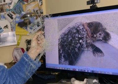 Sue Sayer of the Cornwall Seal Group holding some fine fishing net next to a photograph of a Grey seal pup (Halichoerus grypus) Beast that was rescued with deep neck wounds from being entangled in it, Cornwall, UK, October. Model released.