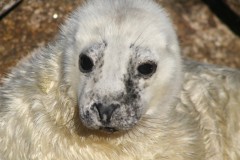 Seal pup beginning to moult