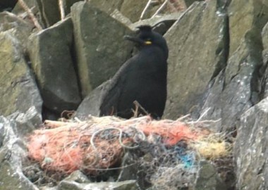 4 Typical ghost gear with handsome shag from April survey