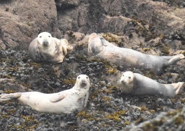 7 Such beautiful seals hauled ona na offshore island - a male with three girlies2