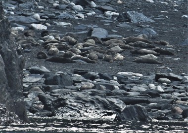 4 Seals on north Cornwall Beach 1