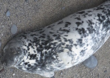 Seal fur pattern