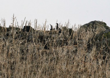 6 Nesting Cormorants