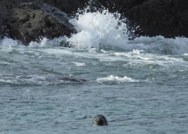 4 White water seal