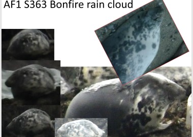 2 S363 Bonfire