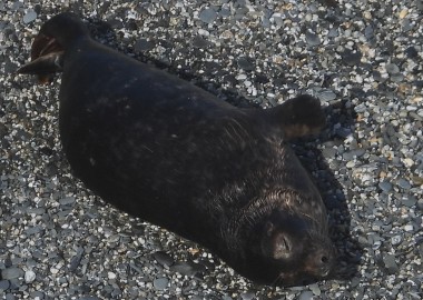 2019 03 25 West Cornwall Sue Sayer seal from Ireland EDIT