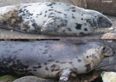 Cornwall IOM seal Lara Howe and Sue Sayer