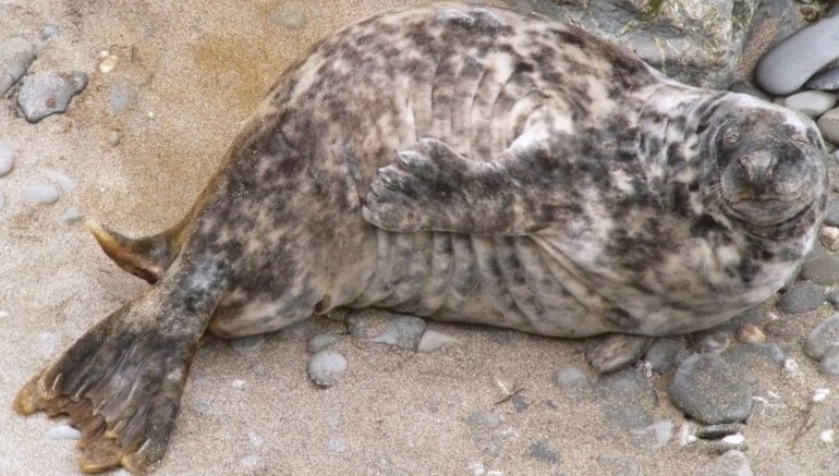 Seal Smile