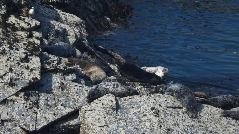 Relaxed seals enjoying awesome lockdown weather one of whom we have known since 2002