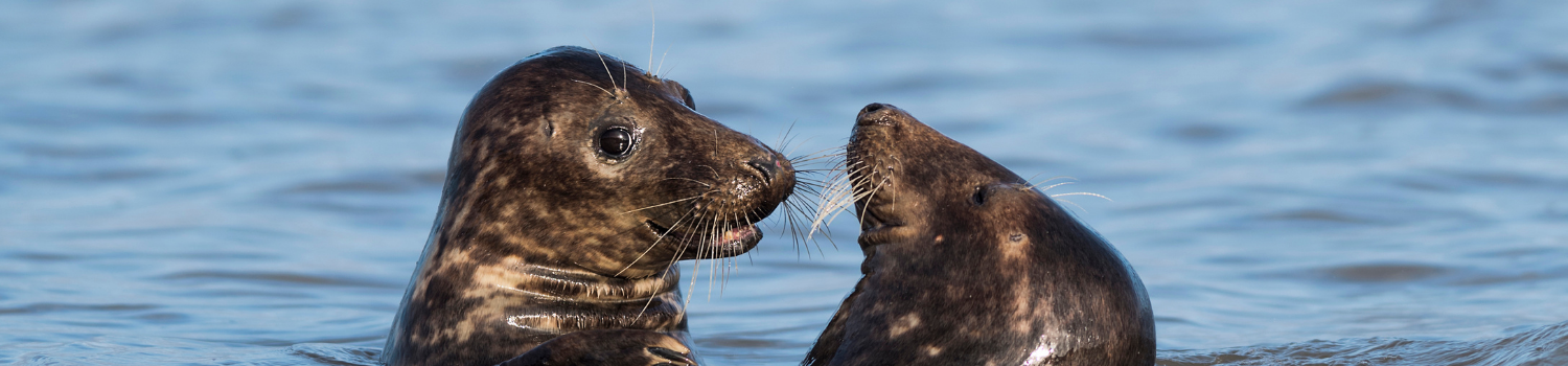 Photo of two seals with their heads above the surface of the sea
