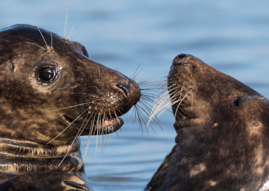 Photo of two seals with their heads above the surface of the sea