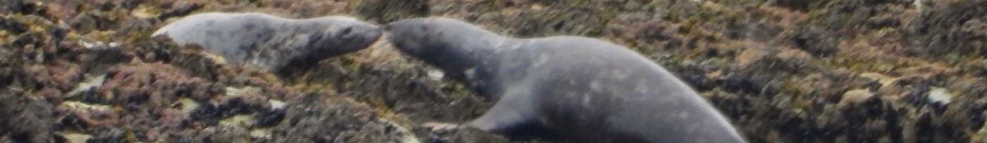Seals behaving normally whilst the world around them is focused on the G7