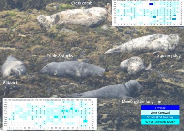 Celebrity seals Rabbit f, Triple 8 stocks, Cross comb (heavily pregnant), Mono nettie longline (an entangled seal) and Square J slug.