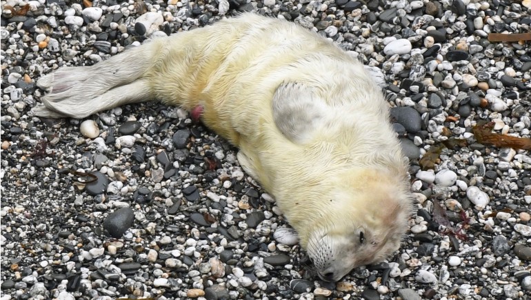Newborn grey seal pup by Geoff Rogers